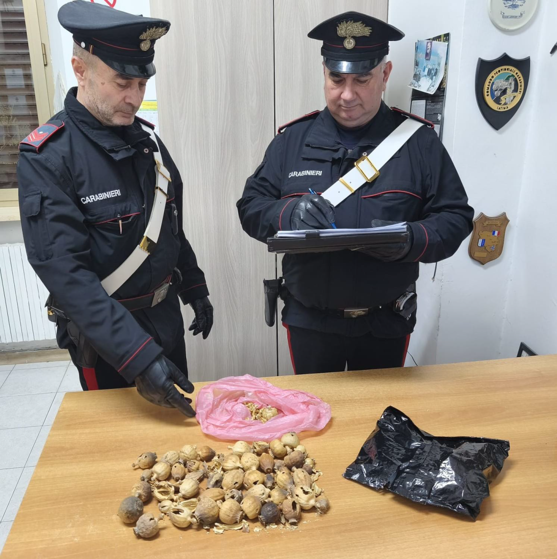 Sabaudia, trovato con 50 bulbi di papavero: denunciato dai Carabinieri