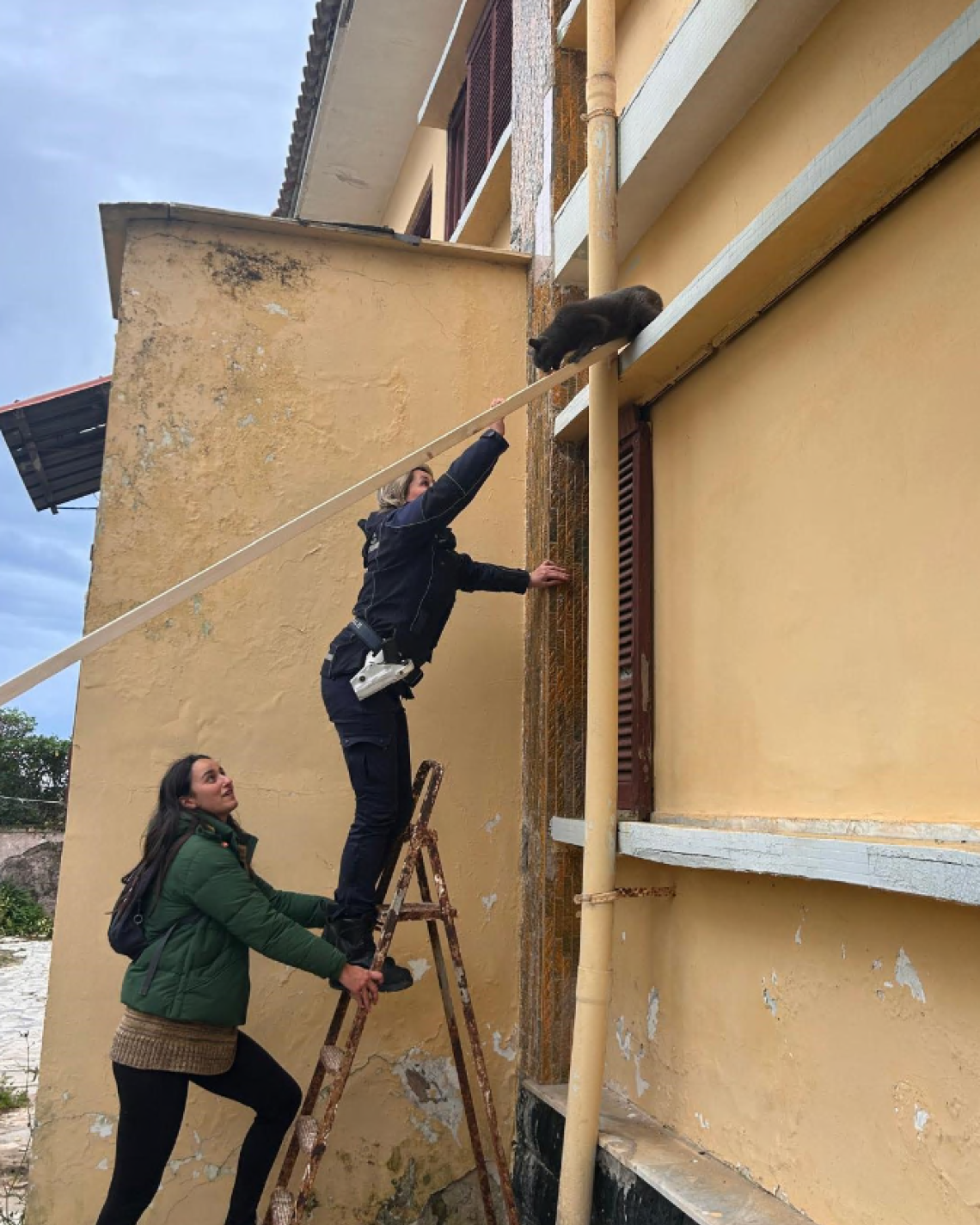 Minturno, gatto bloccato su un balcone salvato dalla Polizia Locale