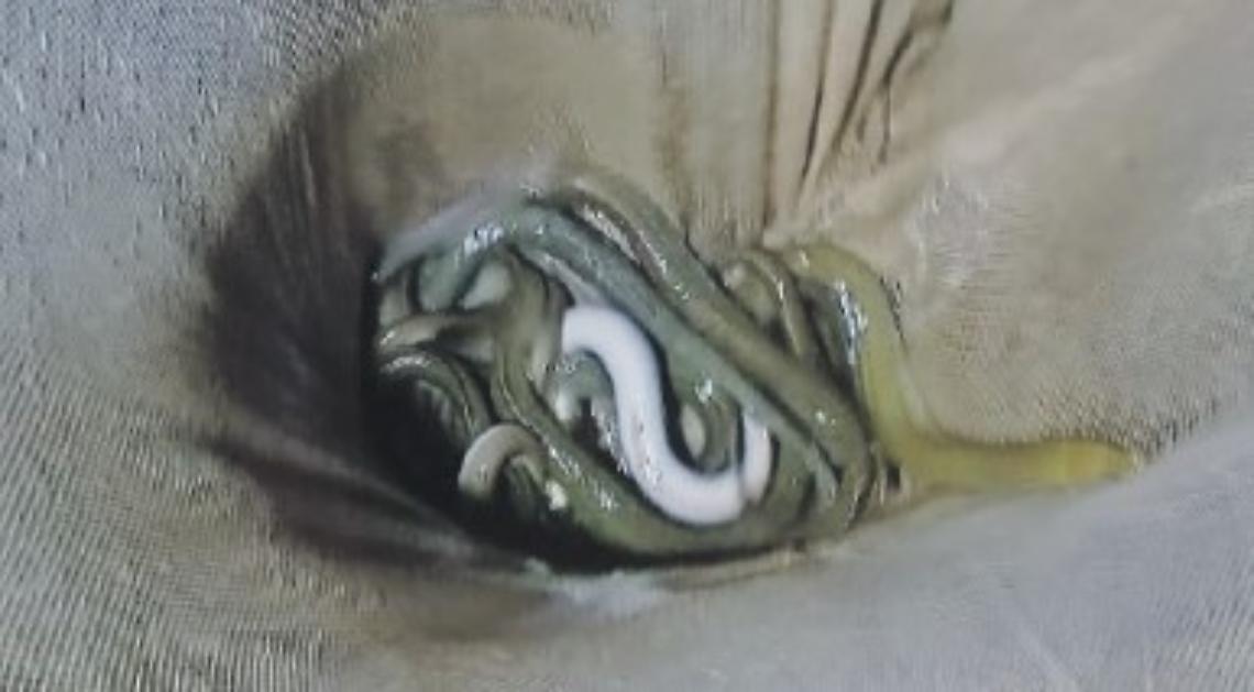 Blitz sul Fiume Sisto a Terracina, 10mila euro di multa ai pescatori di frodo