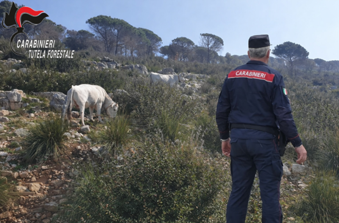 Bovini al pascolo nel bosco bruciato: scatta la multa