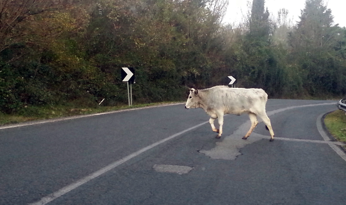 Bovini selvatici, il Tar: stop alle mandrie vaganti