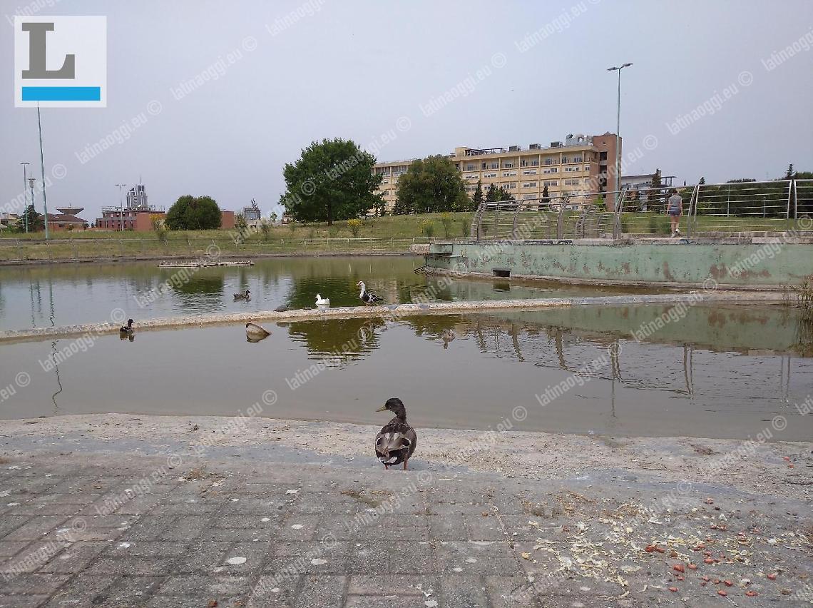Latina "natura urbana" al Parco San Marco: passeggiata di oche e anatre