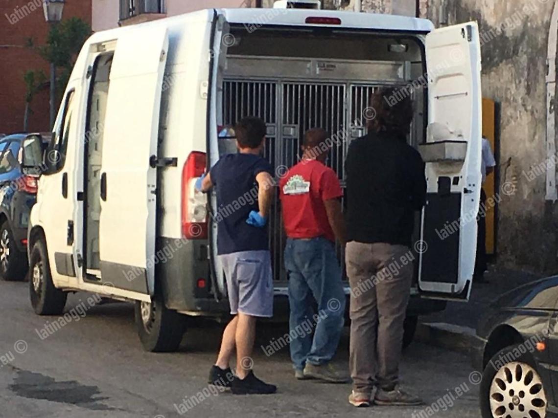 Cinquanta cani in un appartamento, l'intervento della Polizia Locale