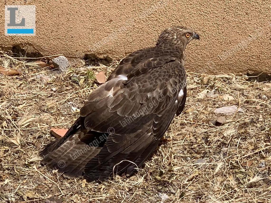 Un falco pecchiaiolo entra in un'abitazione: soccorso dai guardiaparco