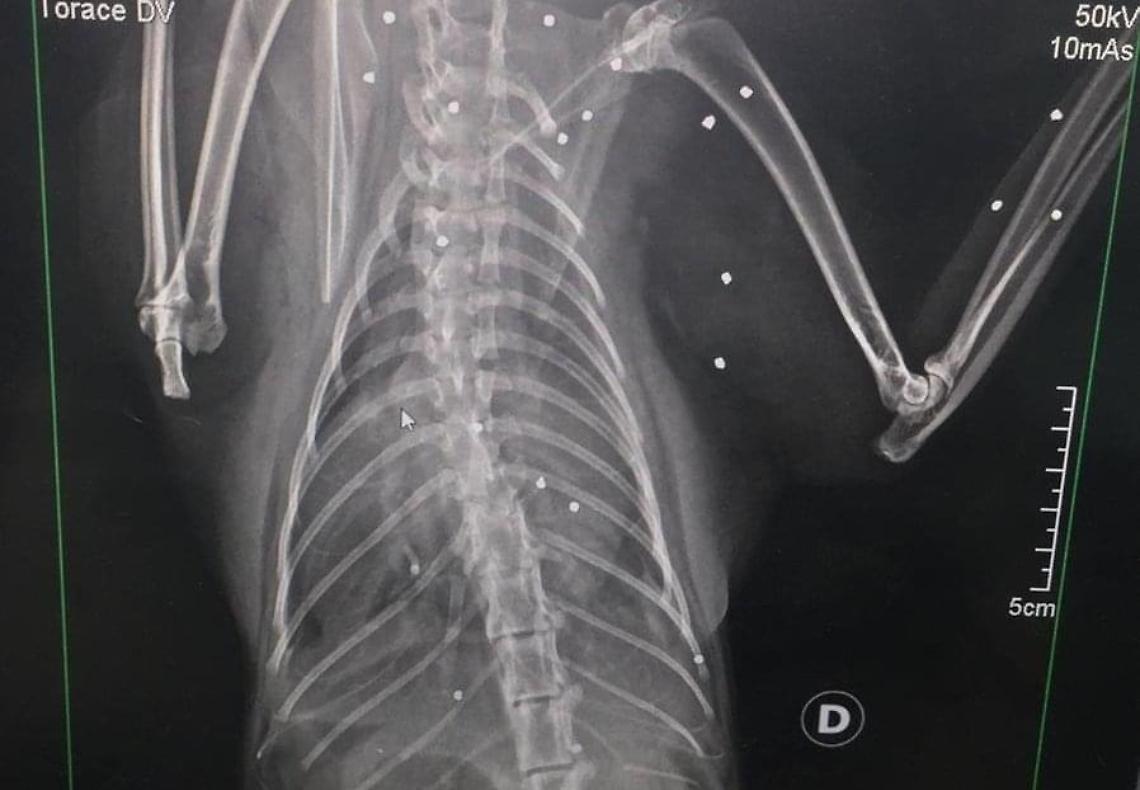 Gattina crivellata con una pistola ad aria compressa: lo sgomento dei volontari