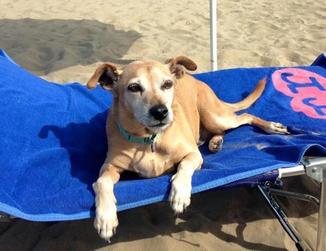 Niente cani in spiagga a Ponza: con le misure anti Covid non c'&egrave; spazio per gli animali