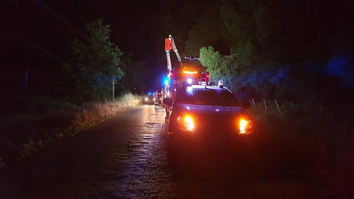 Enorme pino cade nella notte, sfiorata la tragedia