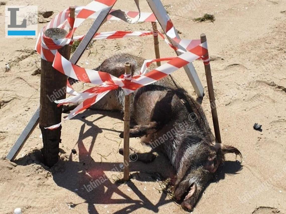 Cinghiale morto sulla spiaggia: intervengono i volontari Anc