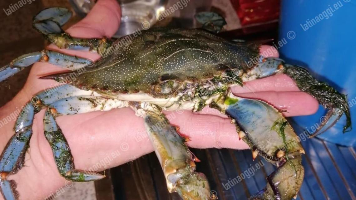 Allarme granchio blu nelle acque pontine: pescato un esemplare a Rio Martino