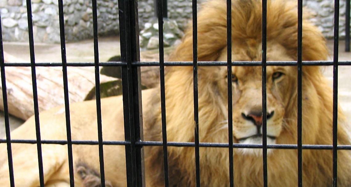Circo pontino bloccato organizza uno show: «Aiutateci a tornare a casa»