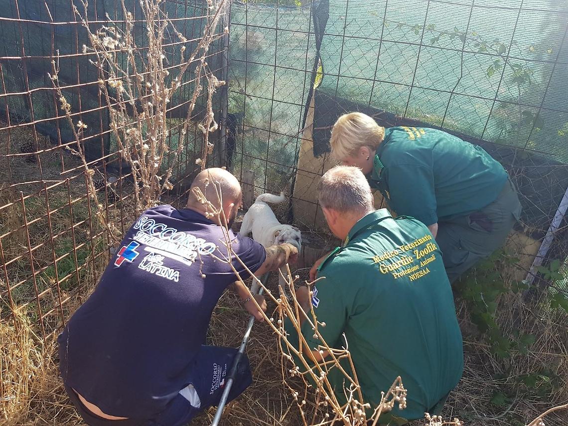 Cani tenuti in condizioni precarie, scattano denuncia e sanzioni