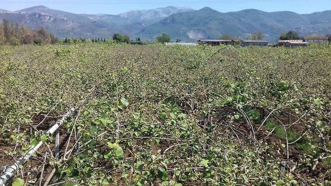 Una task force  per salvare il kiwi