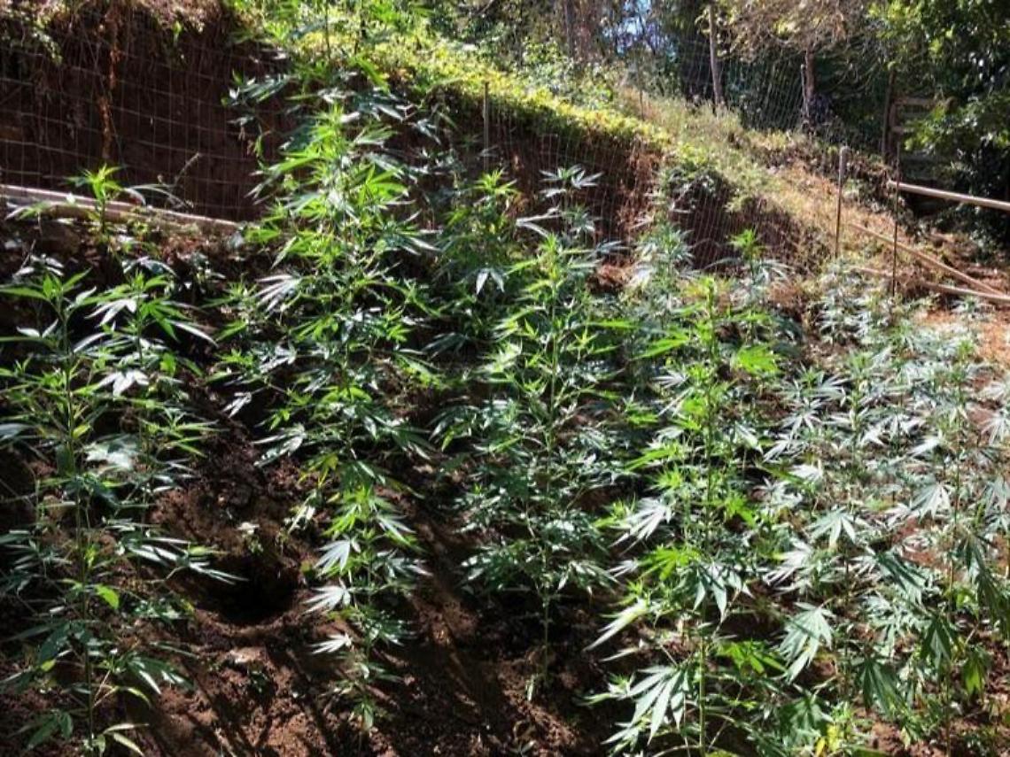 Nascondeva una piantagione di marijuana dietro casa, arrestato 51enne