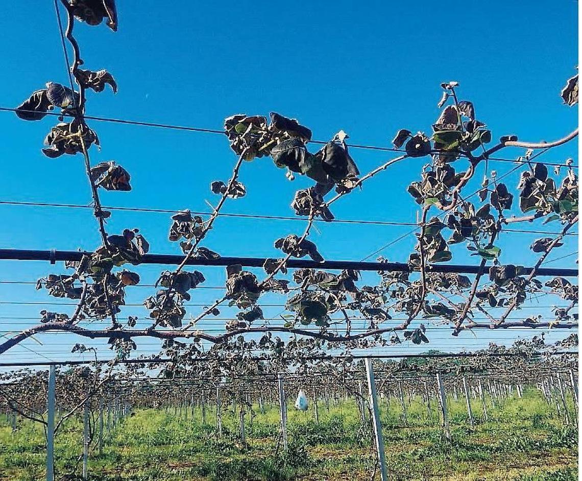 Crisi del kiwi, in Confagricoltura non hanno dubbi: &laquo;E' un'emergenza nazionale&raquo;