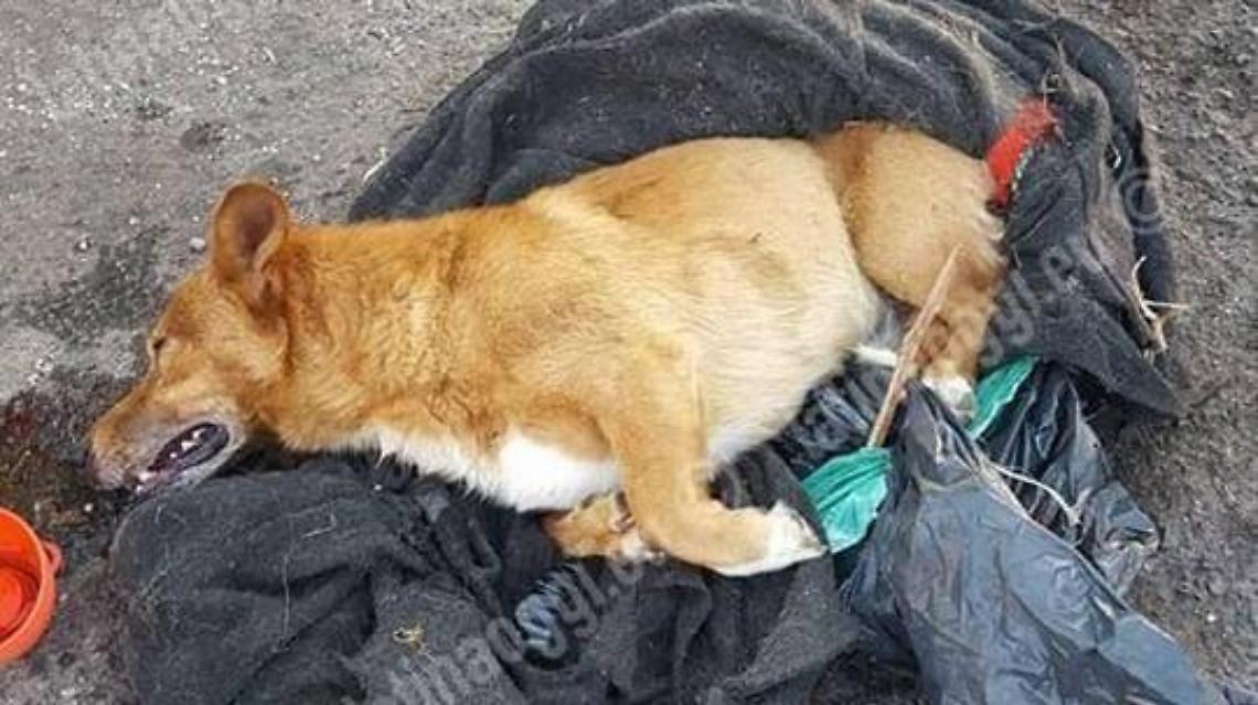 L'aguzzino del cane Lucky ricorre in Cassazione