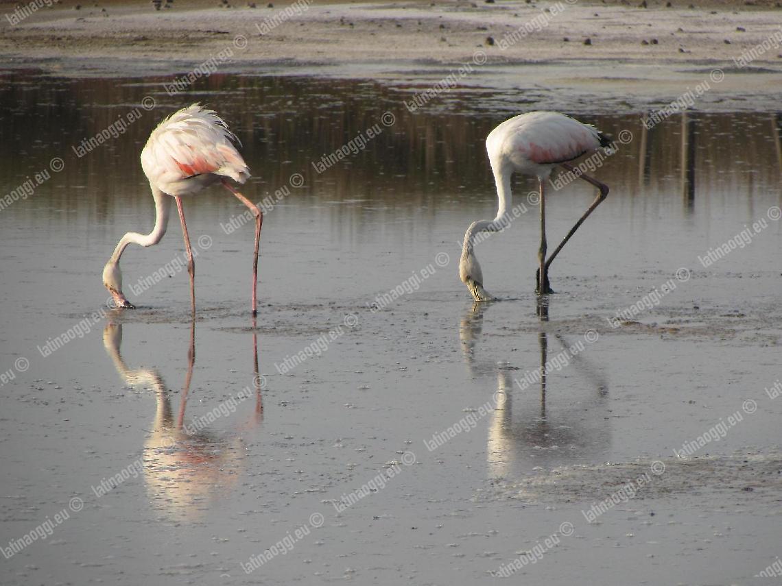 Fenicotteri al lago di Caprolace, la magia del Parco del Circeo