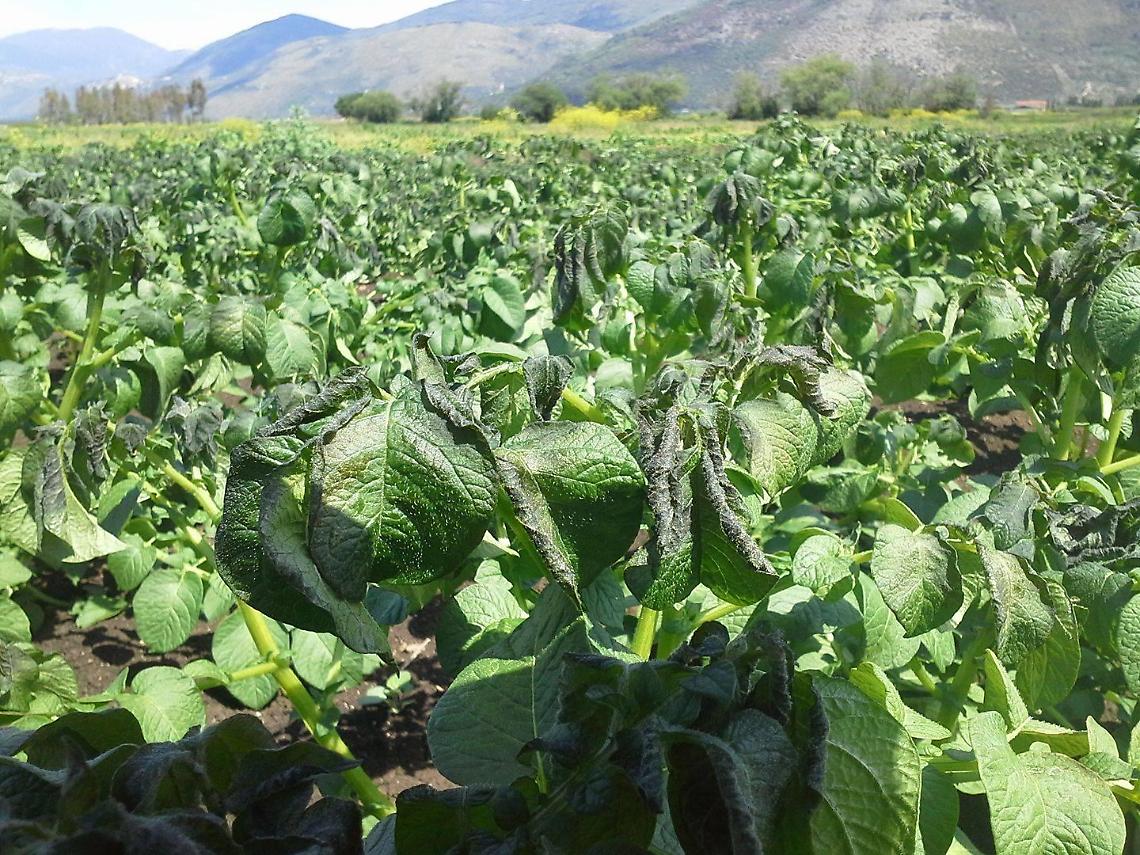 Agricoltura, predisposto il pagamento per il Bando Biologico