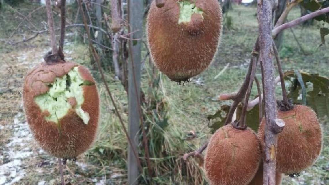 Moia del kiwi, Aspal: attendiamo risposte da Ministero e Regione