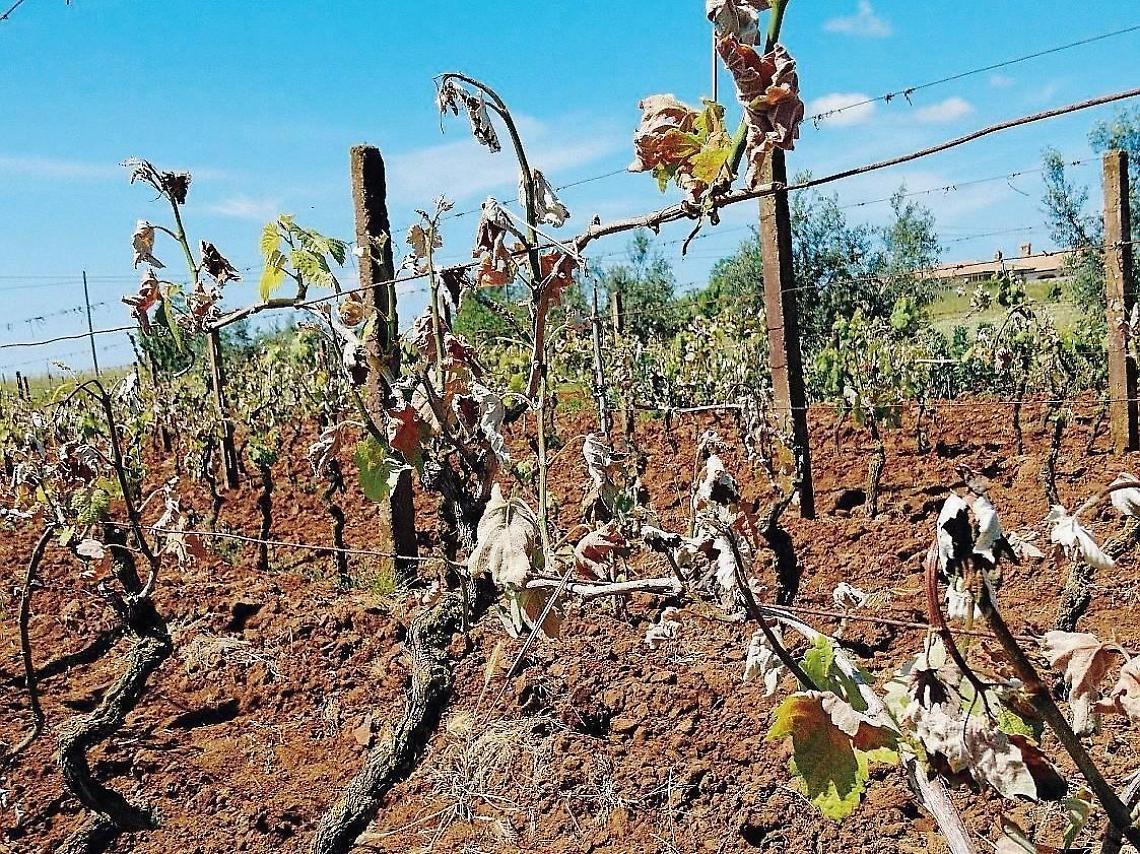 Moria dei Kiwi, Regione cerca le risorse in bilancio per salvare il settore