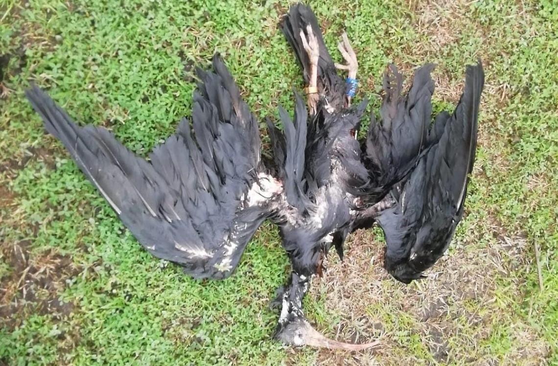 Splendido esemplare di ibis abbattuto dai bracconieri