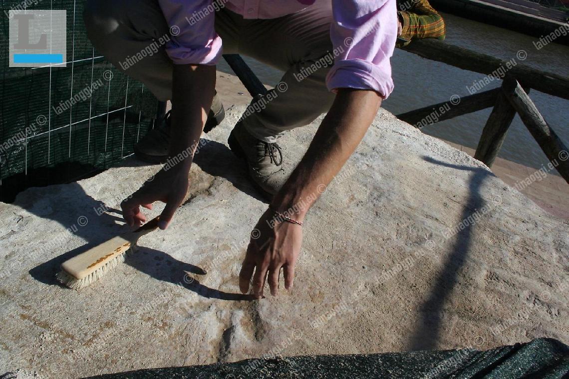 Il dinosauro che ha fatto perdere le proprie tracce: il reperto cambia casa