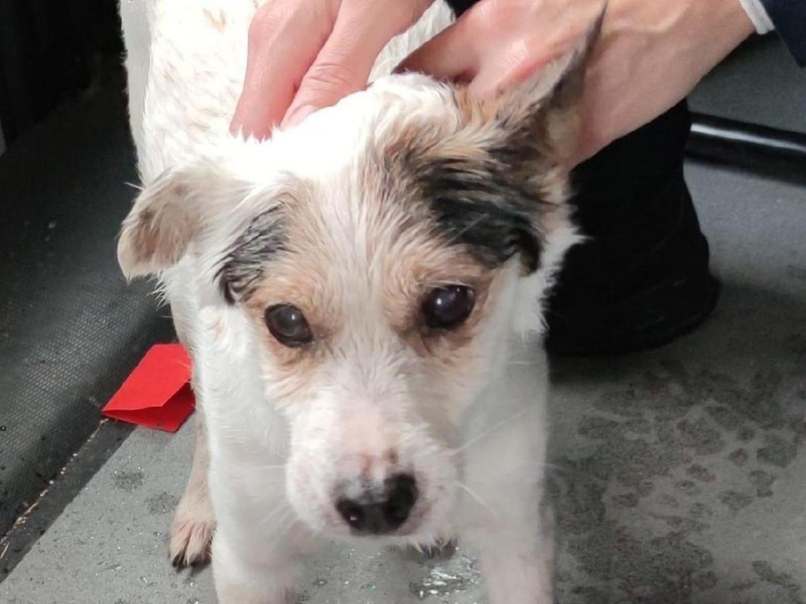 Vagava infreddolito e spaventato sulla Nettunense, cane salvato dalla polizia locale