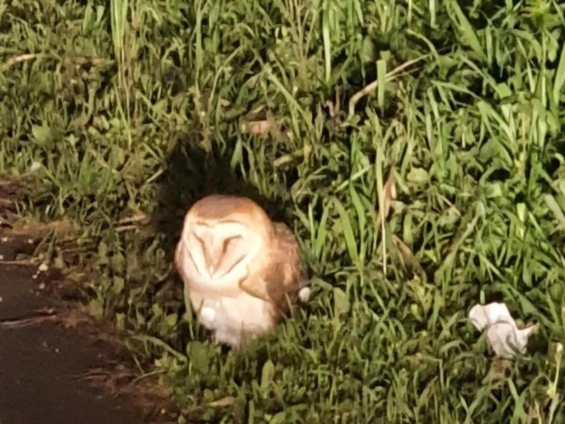 Barbagianni impaurito dal traffico, il rapace salvato dalla polizia