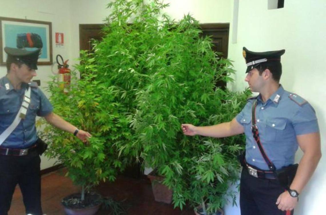 Coltivavano marijuana, un arresto e quattro denunce