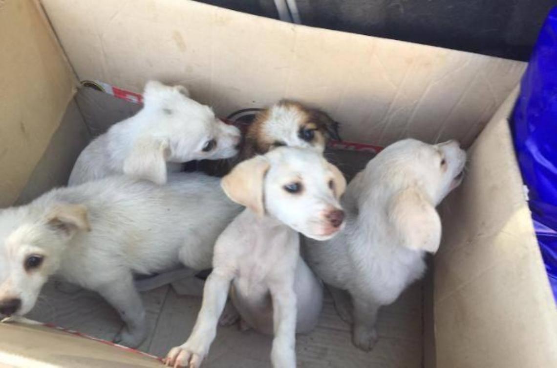 Cuccioli abbandonati e salvati: ora cercano casa