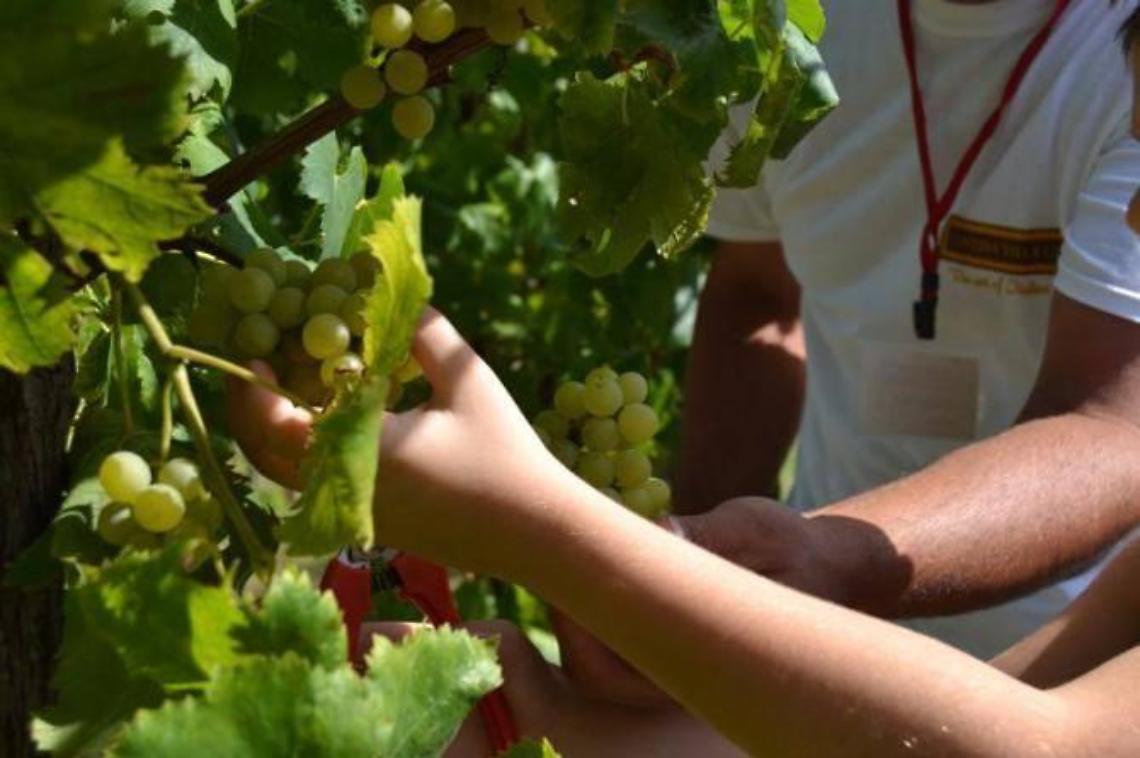 Tutto pronto per la Festa dell'Uva e dei Vini