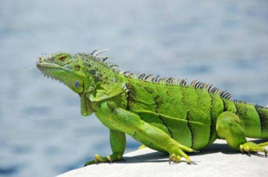 Ritrovato un esemplare  di iguana verde