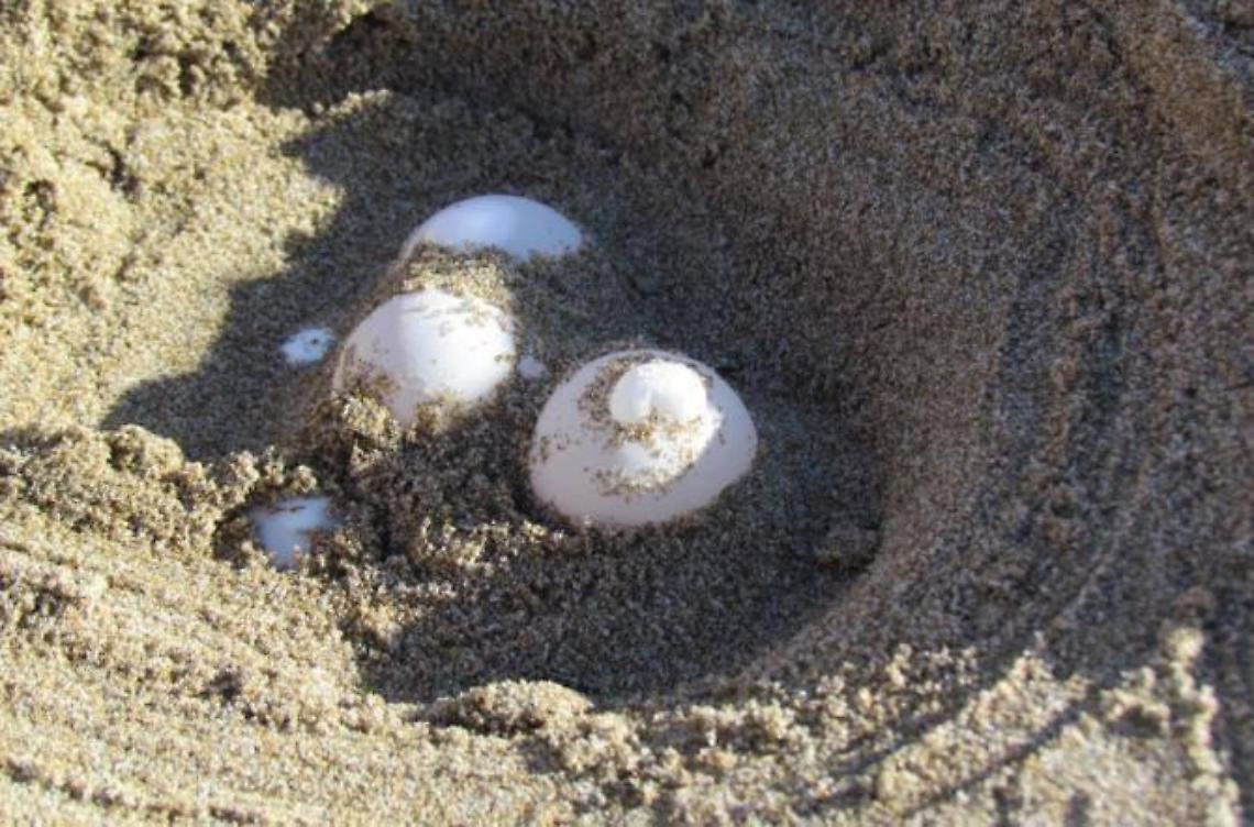 Un nido di tartaruga  marina in spiaggia