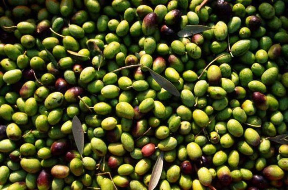 Un bando pubblico  per la raccolta delle olive  su area comunale