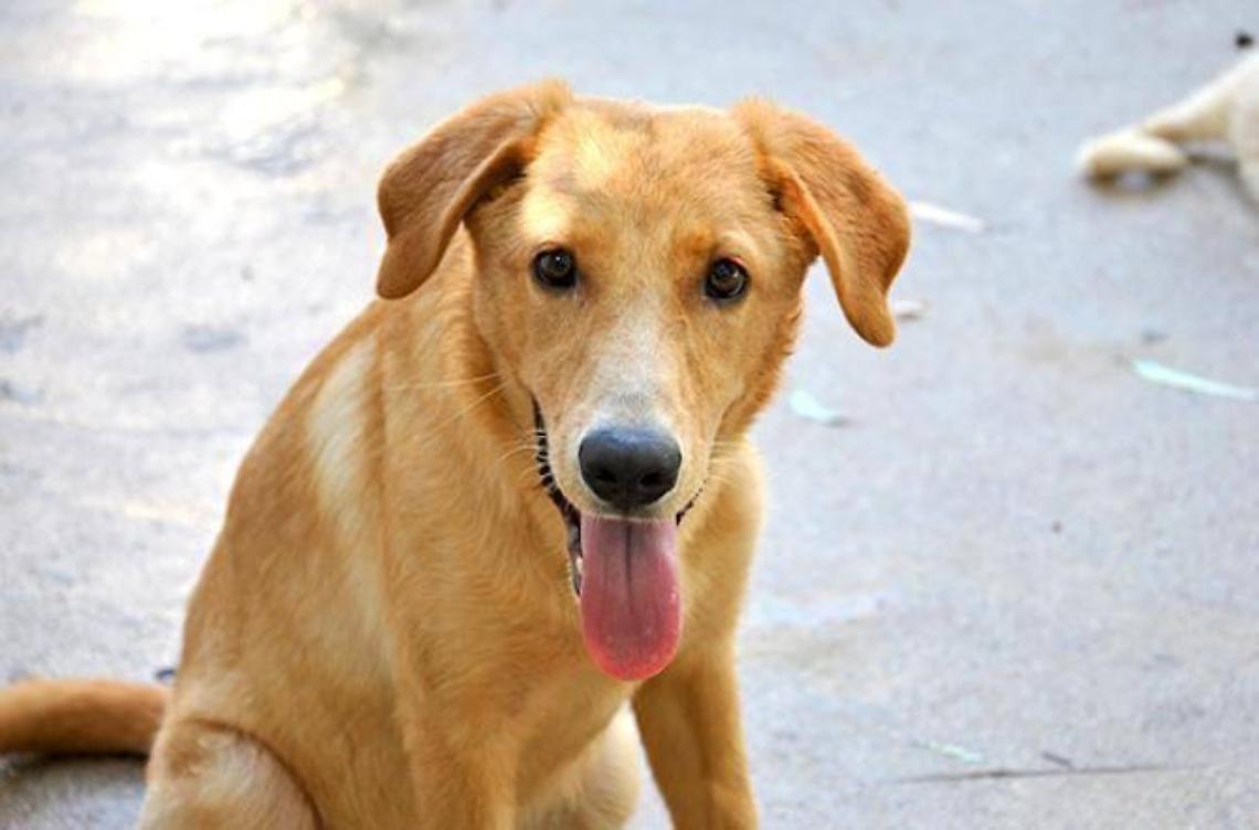 Una spiaggia a misura di... cagnolino