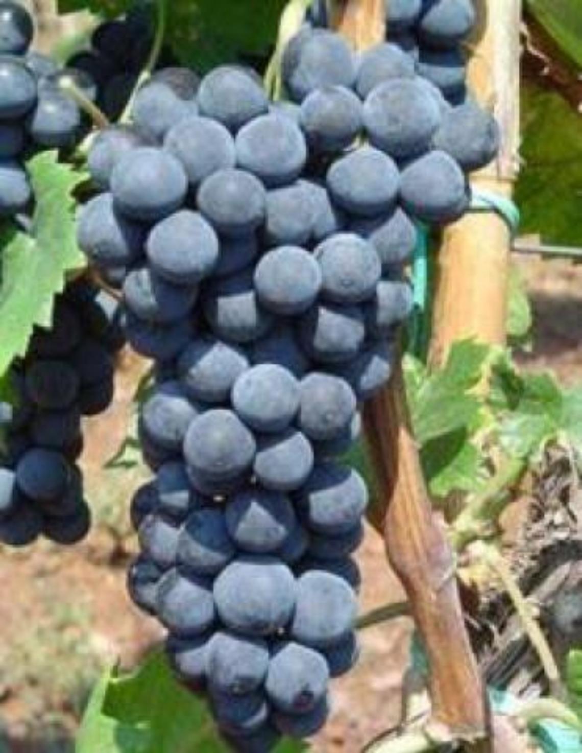 Il Kius extra brut rosato di Carpineti al salone mondiale