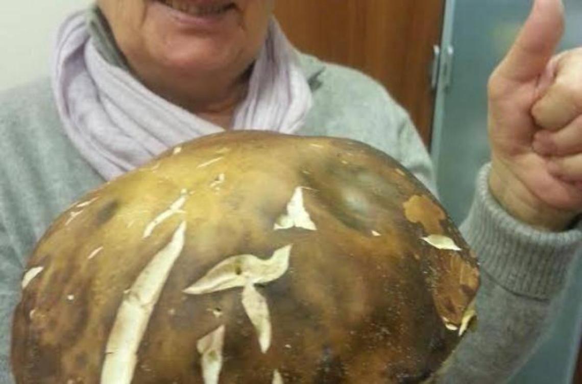Trovato un fungo da oltre un chilo