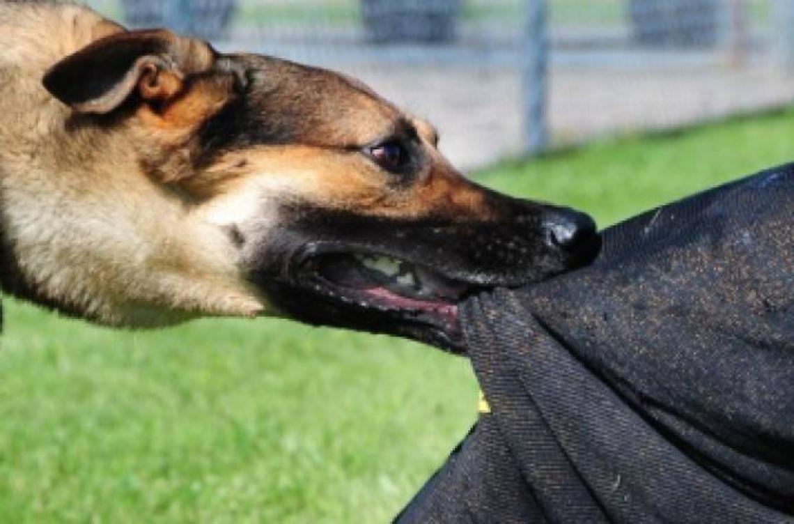 Cani troppo aggressivi tolti ad un senza tetto del centro cittadino