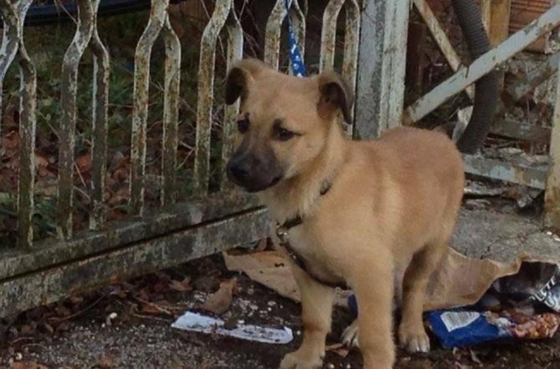 In tribunale per i randagi