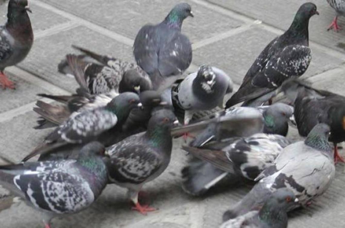 Balcone infestato di carcasse di piccioni, scatta l'ordinanza