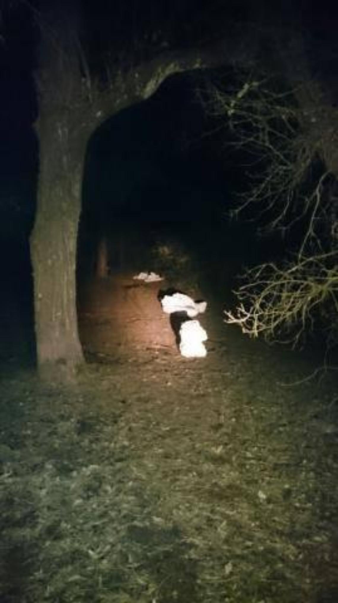 Tenta di rubare le pigne, denunciato