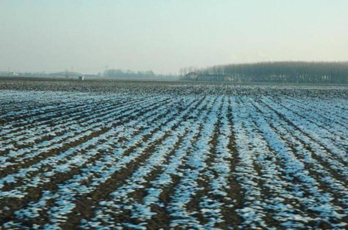 Allarme gelo: a rischio verdure e ortaggi 