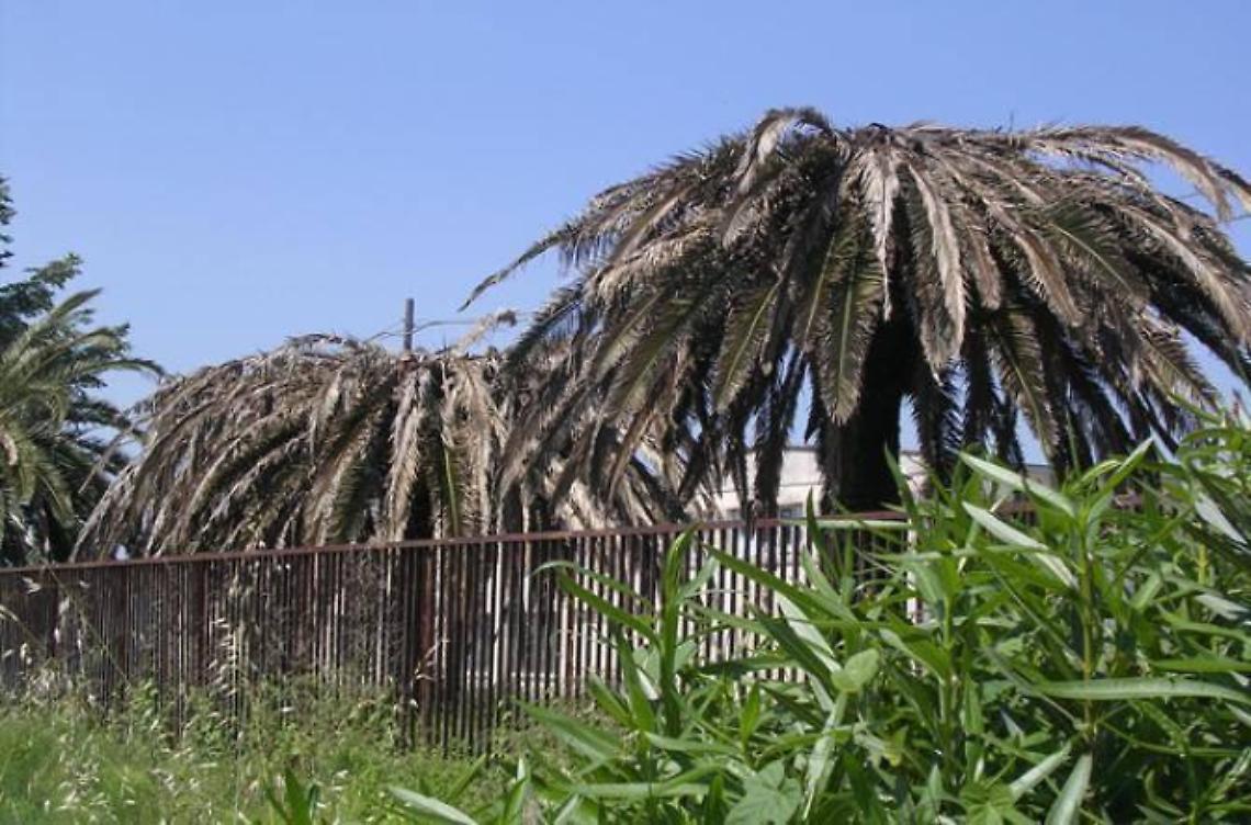Punteruolo rosso, torna l'incubo per le palme pontine