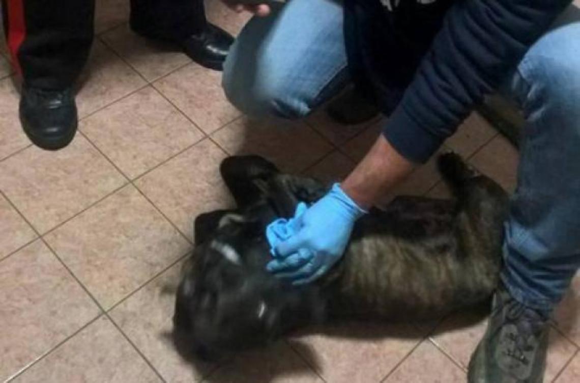 Salvati cinque cani in fin di vita rinchiusi in un appartamento occupato