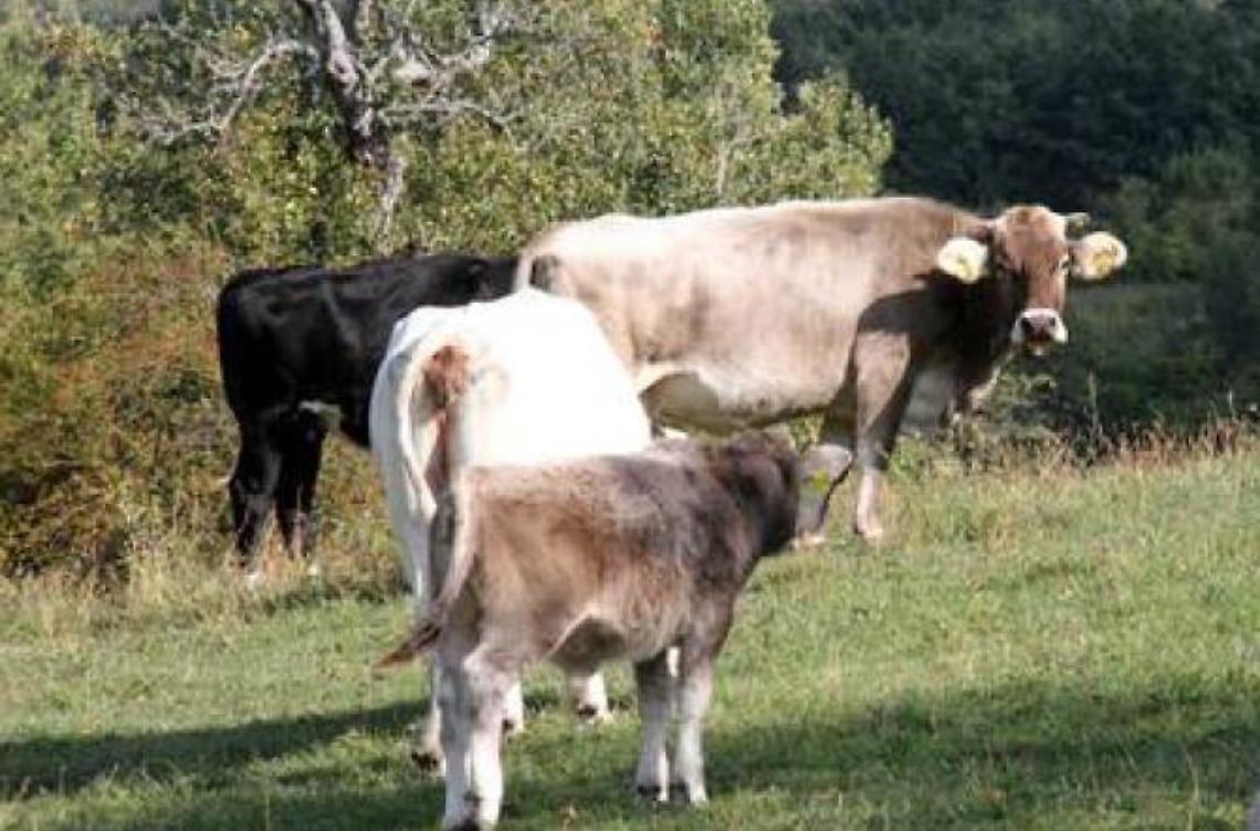 Tubercolosi debellata, bovini dissequestrati