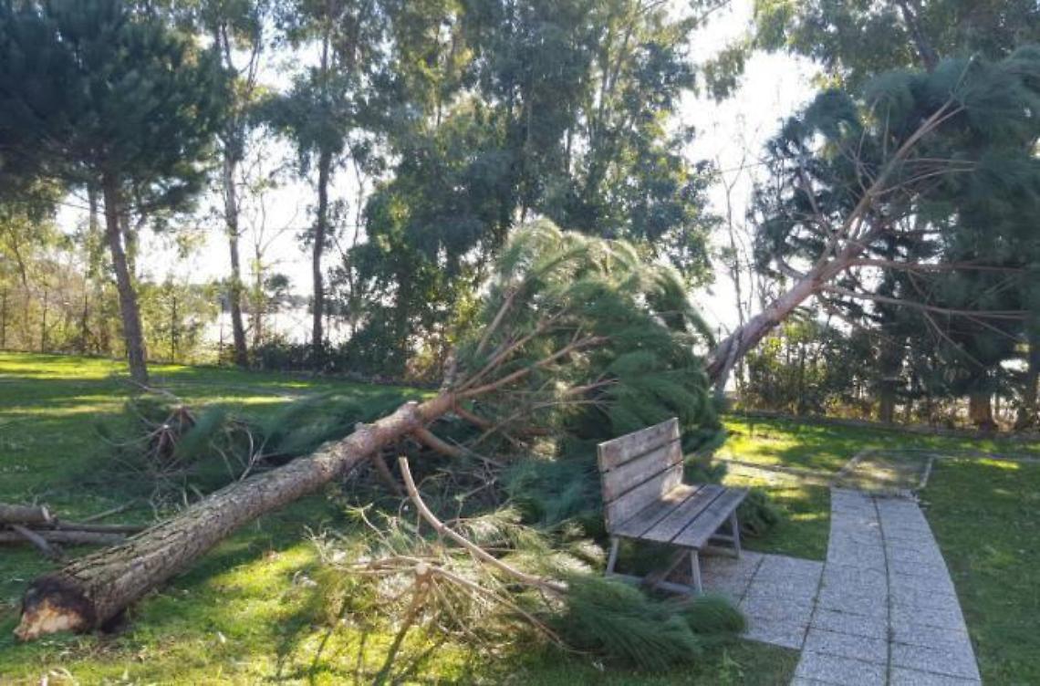 Precipita un albero nel parco, sfiorata una panchina