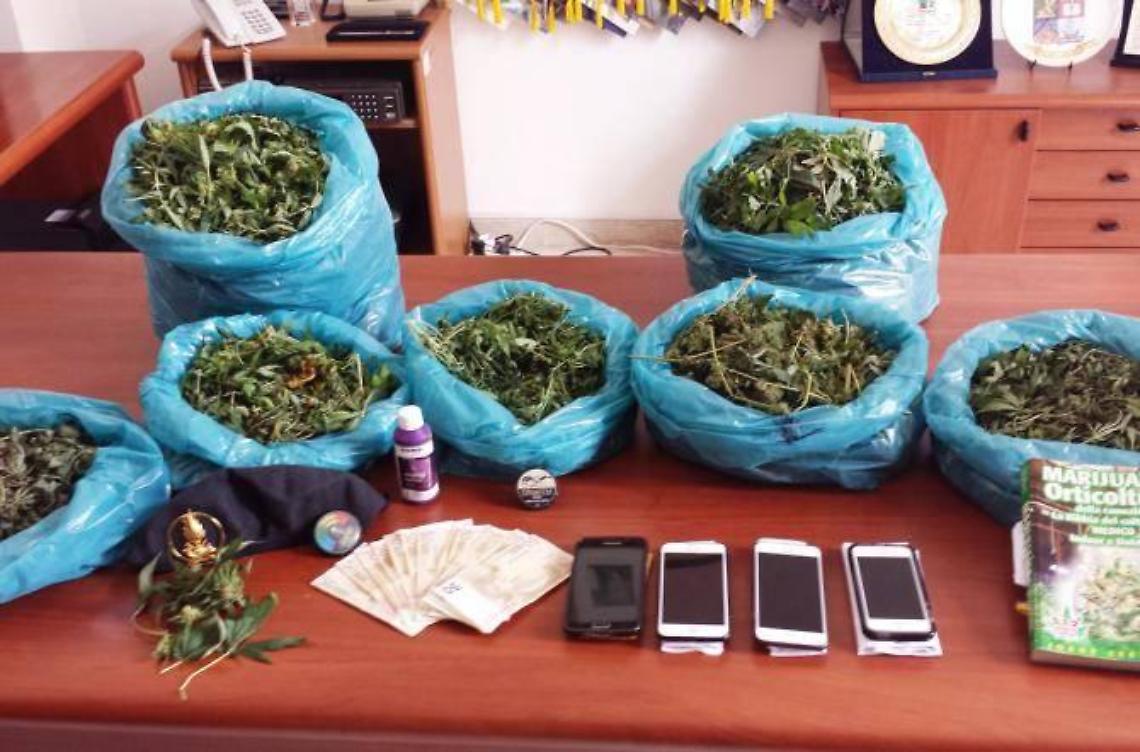 Coltivavano marijuana,  arrestati in quattro