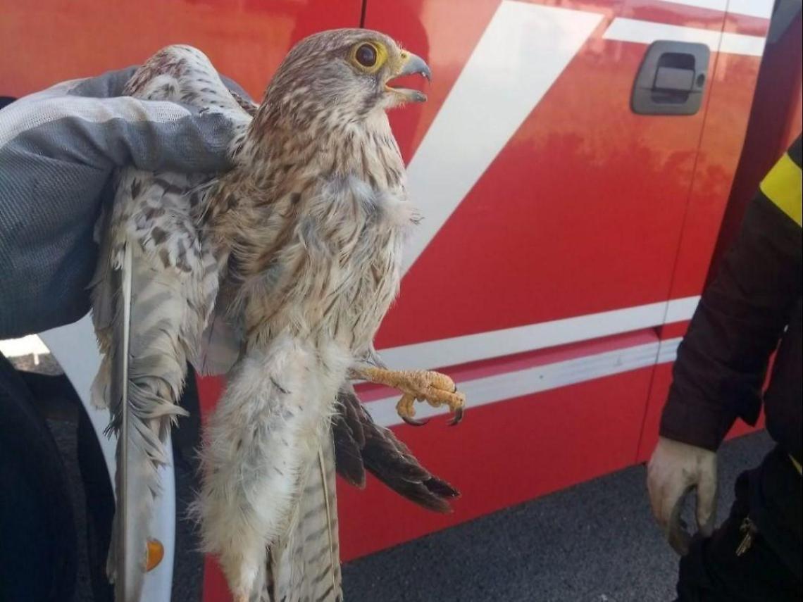 Resta intrappolato tra i cavi elettrici: falco salvato dai vigili del fuoco