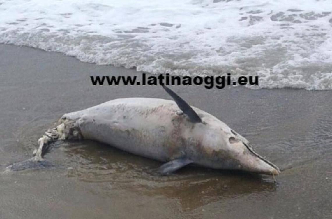 Brutta sorpresa sulla spiaggia