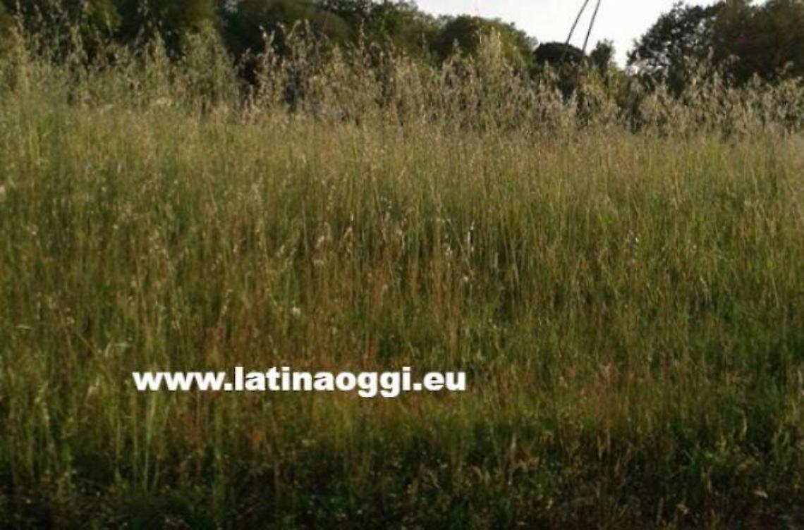 La foto-segnalazione: rotonda pericolosa sulla Pontina a causa dell'erba alta