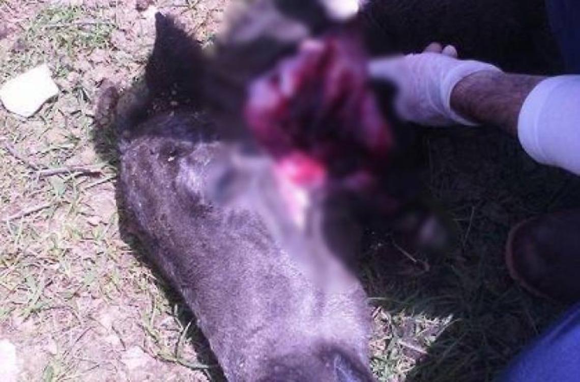 Lupi scatenati sugli Aurunci. Una vera e propria piaga per la pastorizia